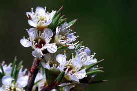 Why Māori Botanicals Are the Future of Skincare