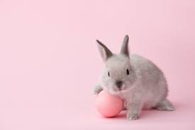Animal-Derived Ingredients in Skincare – What to Know & What to Avoid