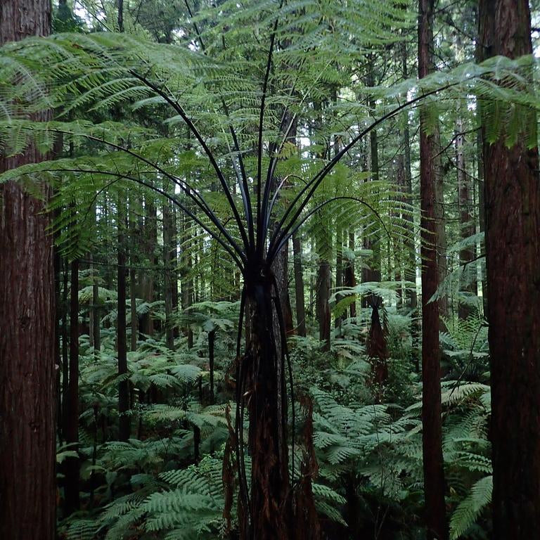 Tall fern plant in a dense forest from New Zealand