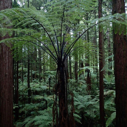 Tall fern plant in a dense forest from New Zealand
